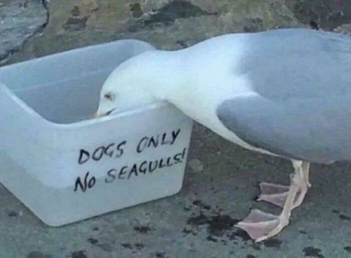 Seagull defies "Dogs Only No Seagulls" sign by drinking water from container, showcasing first-world anarchist behavior.