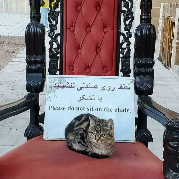 Tabby cat sitting defiantly on a red chair with a sign asking not to sit, representing first-world anarchists ungovernable attitude.
