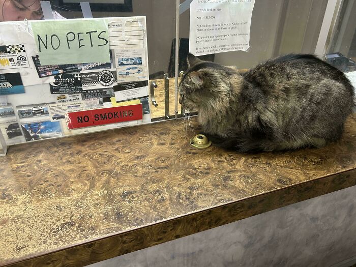 Tabby cat defiantly sitting on counter next to no pets and no smoking signs, showing first-world anarchist attitude.