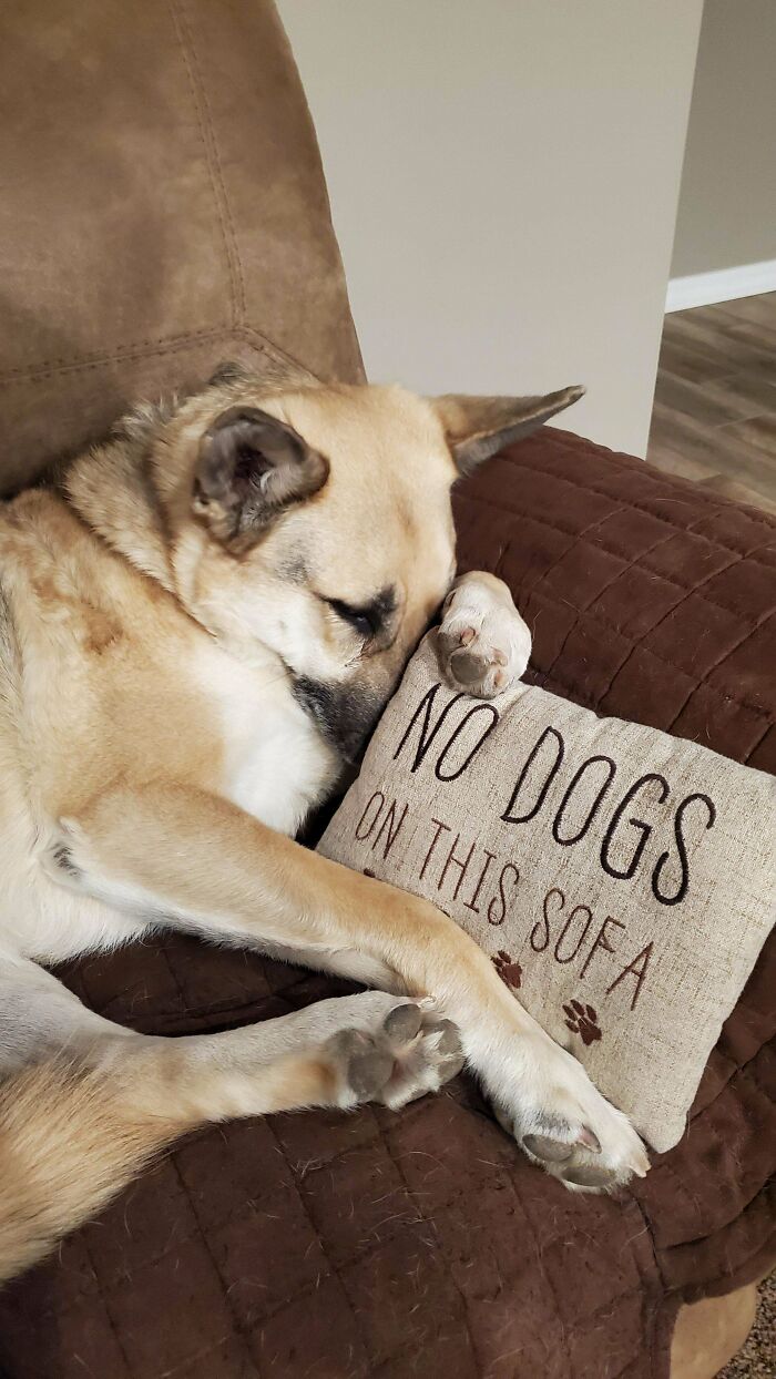A dog laying on a sofa next to a pillow with a rebellious message, showing first-world anarchist attitude.