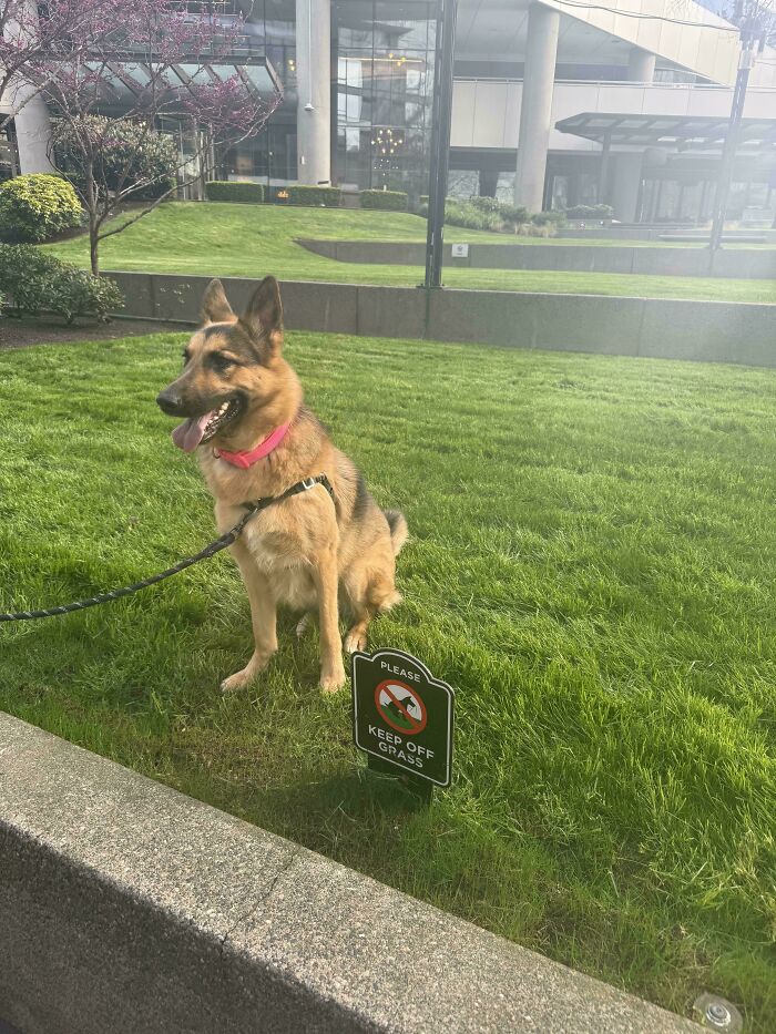 German shepherd sitting on grass next to a keep off grass sign, showing first-world anarchist behavior outdoors.
