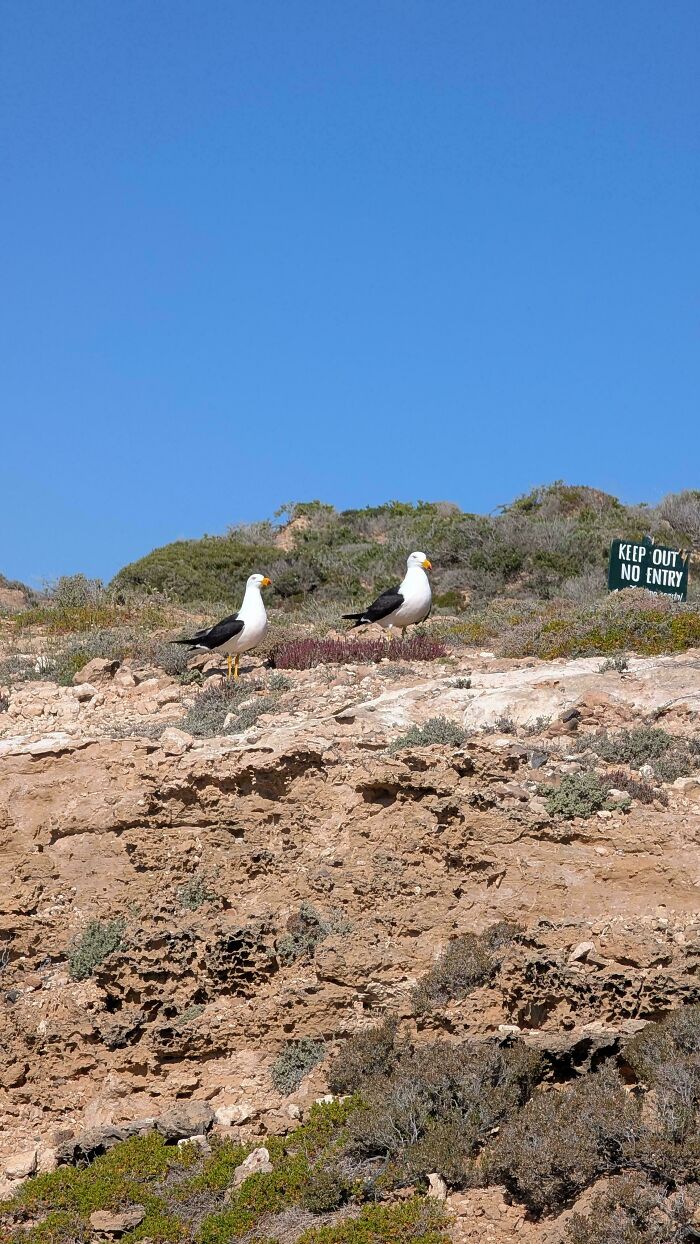 Two seagulls standing on rocky cliff near a keep out no entry sign, symbolizing first-world anarchists ungovernable spirit.