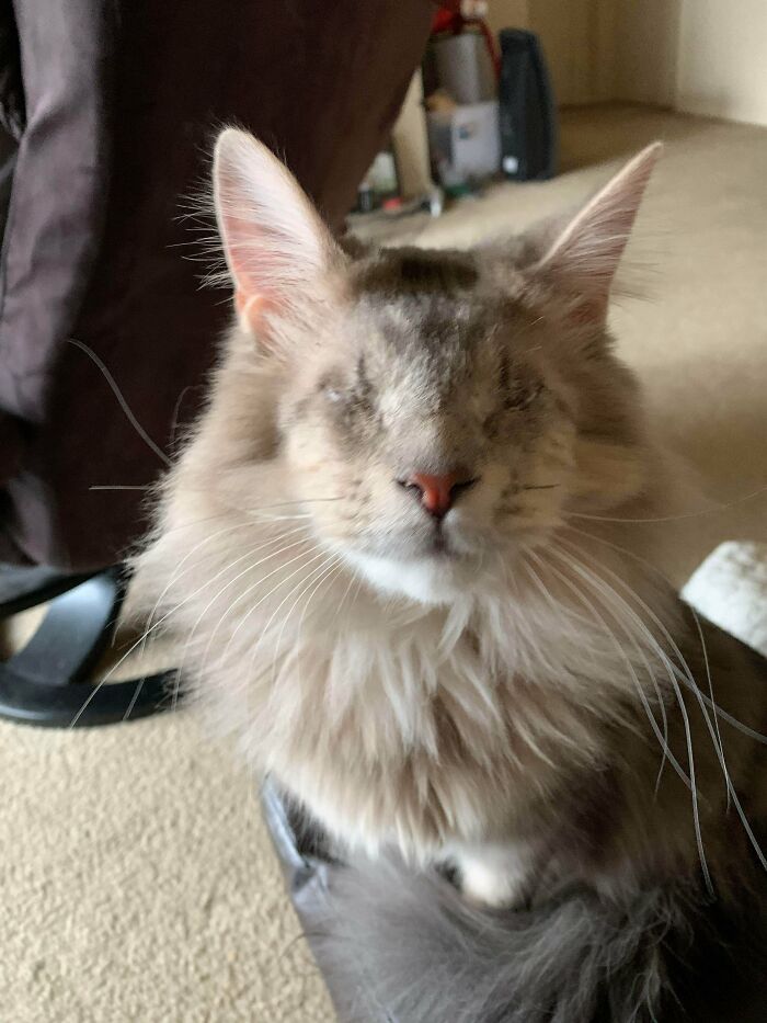 Avocado Is A Newly Adopted Cat