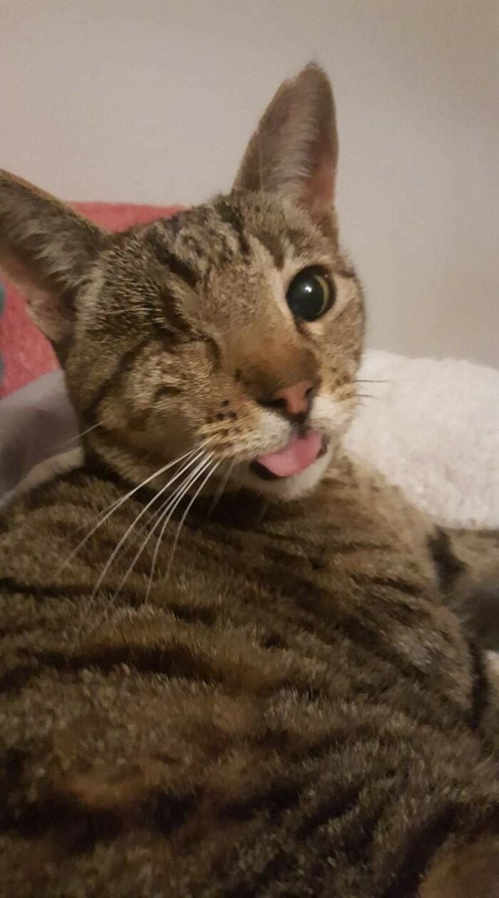 Special Blep For A Special Cat