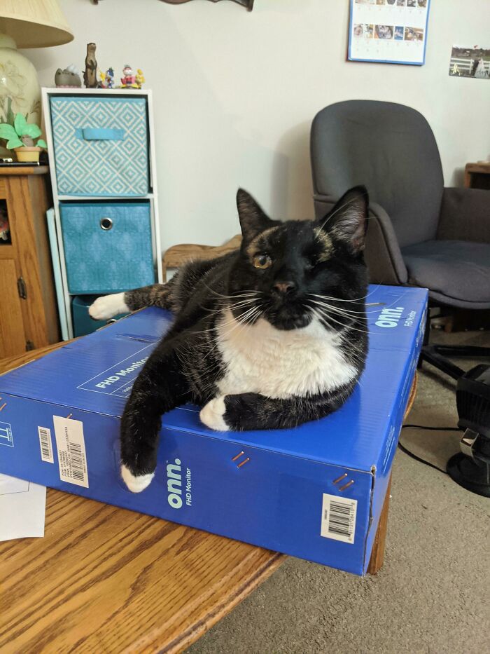 New Computer Monitor Means New Box For Newman!