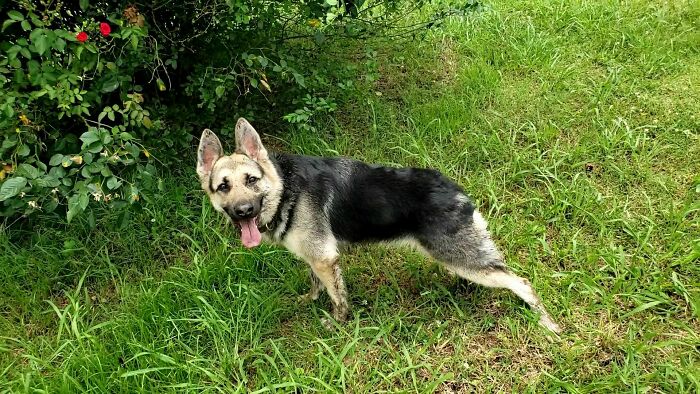 Ailbhe Was Born With Short Spine Syndrome- Still Chases Frogs Like A Pro!