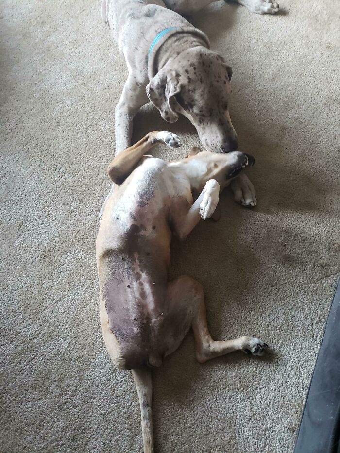 My Great Dane Playing With My Disabled Rescue