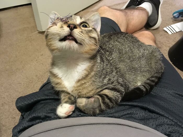 Coming Down Off Pain Meds, Hank Is An Official Pirate Kitty!