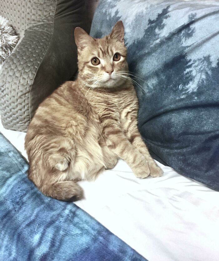 Love At First Nub: My Special 2-Legged Ginger Boy 💙🐱