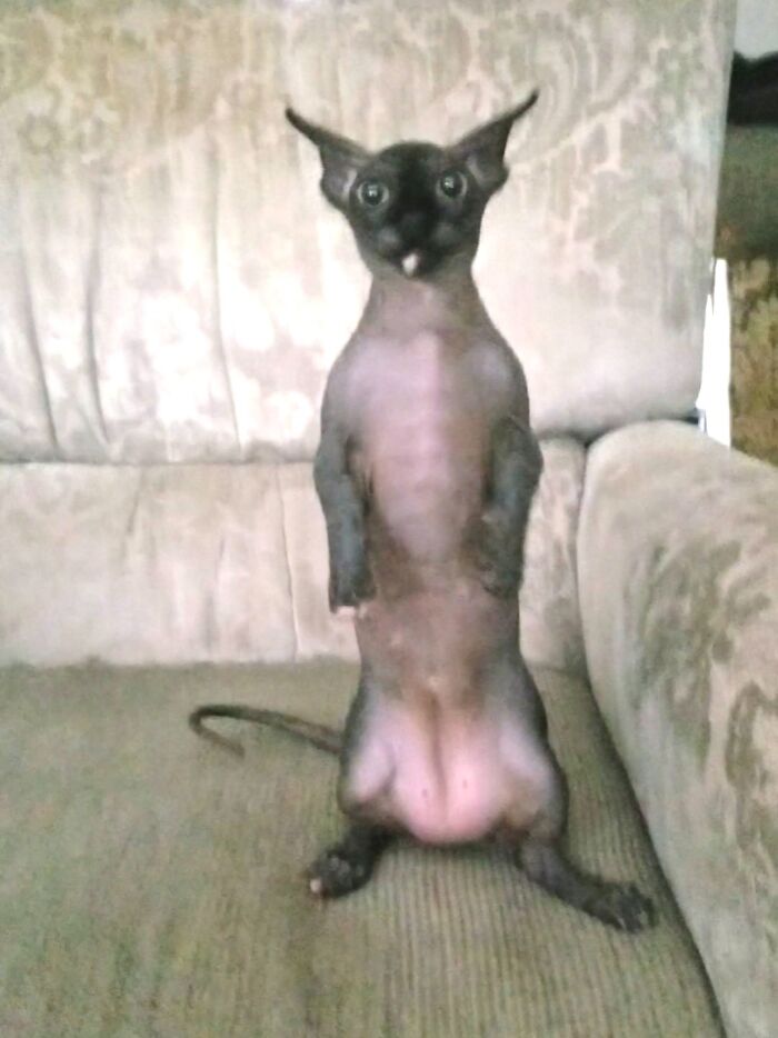 Sphynx cat standing on couch with wide eyes and unusual pose, looking like a goblin in a humorous moment.