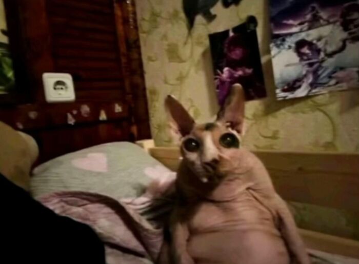 Hairless cat with large eyes and ears lying on a bed, looking like a goblin in a cozy room setting.