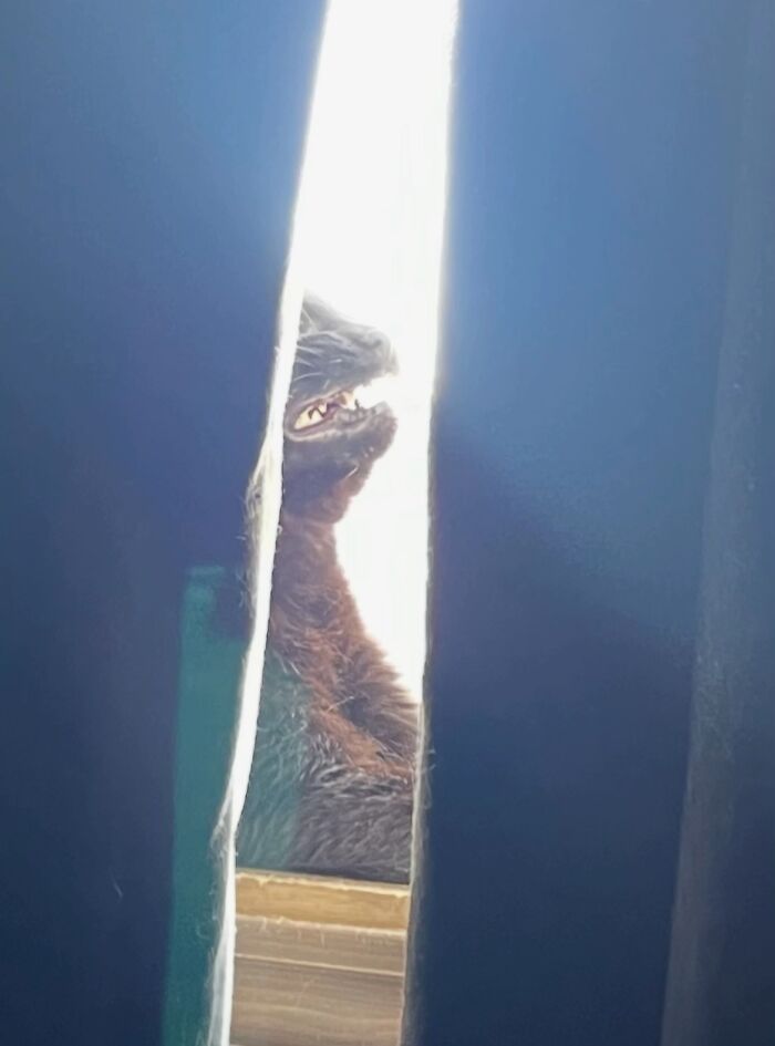 Black cat with teeth showing peeking through a narrow gap, capturing a spooky moment for cat owners and goblin fans.