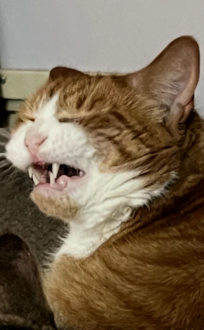 Ginger cat making a funny goblin-like face showing sharp teeth with eyes closed in a cozy indoor setting