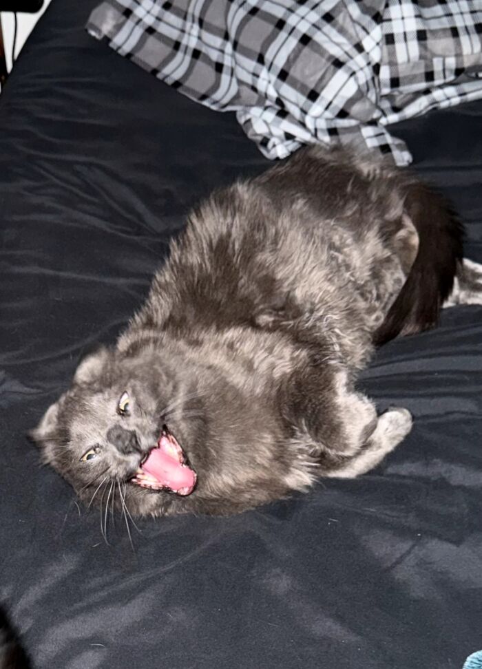 Fluffy gray cat on a dark bed making a goblin-like face with mouth wide open and eyes squinting.