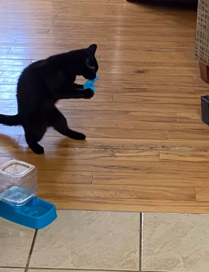 Black cat holding a blue toy mid-play on wooden floor, showing one of the funny times cats looked like goblins.
