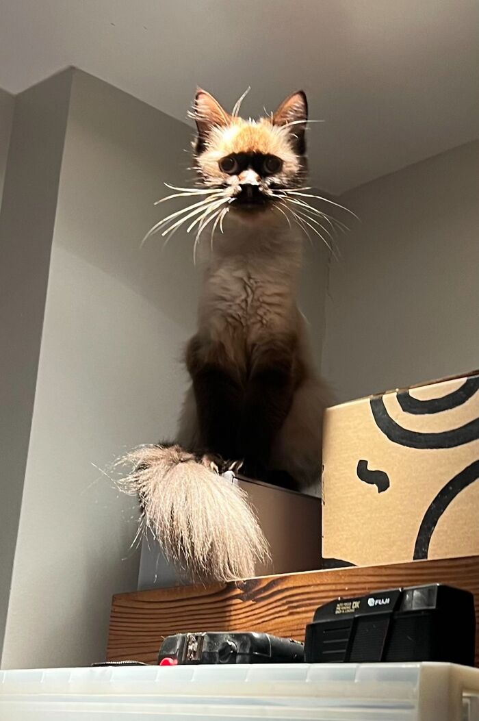 Fluffy cat with dark facial markings and large whiskers sitting on a shelf looking like a goblin in low light.