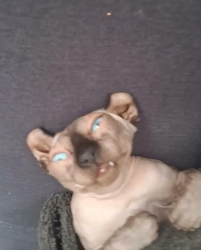 Sphynx cat with blue eyes and unusual expression looking like a goblin in a close-up photo.