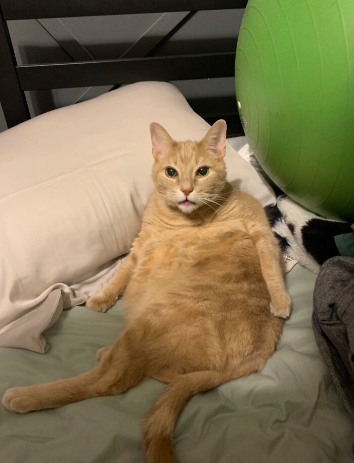 Orange cat sitting upright on a bed with a funny goblin-like expression, one of many cat owners' furry friends looking like goblins.