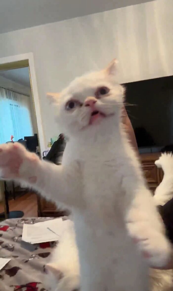 White cat with a surprised expression and outstretched paws resembling goblins shared by cat owners indoors.