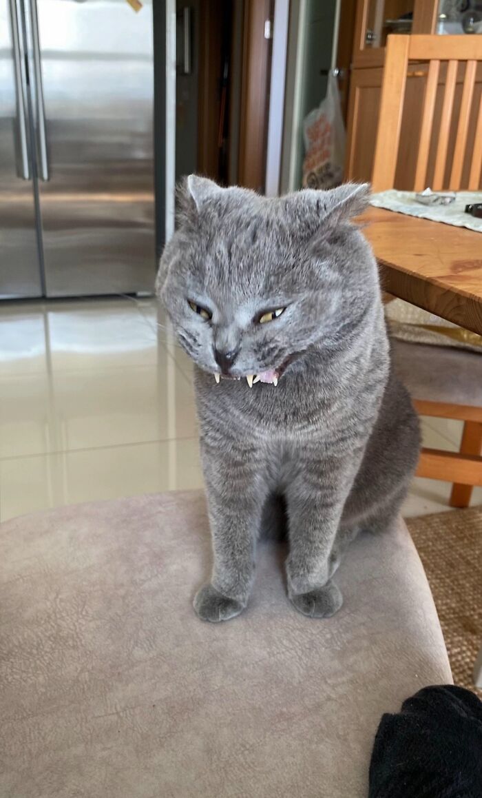 Gray cat with funny goblin-like expression and visible fangs sitting indoors near kitchen and wooden chair