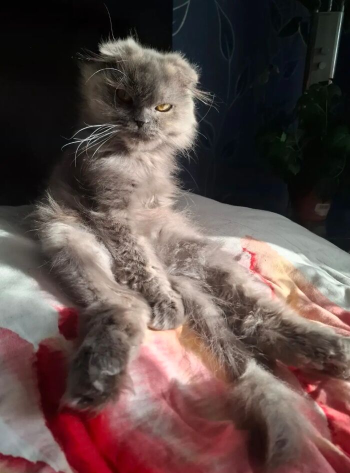 Fluffy gray cat sitting upright with a goblin-like expression, bathed in sunlight on a patterned blanket.