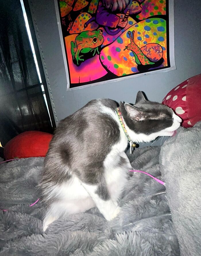 Gray and white cat making a funny face on a soft blanket, showcasing one of the furry friends looking like goblins.