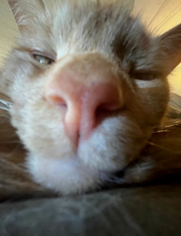 Close-up of a cat's face with a large nose, eyes half-closed, showing a quirky goblin-like expression for cat owners.