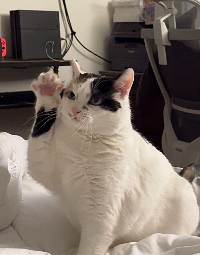White and black cat raising a paw indoors, one of the times cats looked like goblins shared by cat owners.