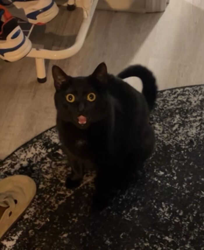 Black cat with wide eyes and open mouth looking goblin-like indoors on a patterned rug near shoes.