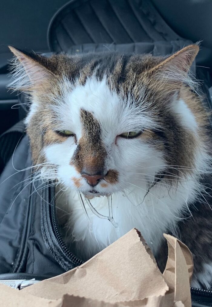 Cat with drool hanging from mouth looking like a goblin, sitting inside a bag in a dimly lit setting.