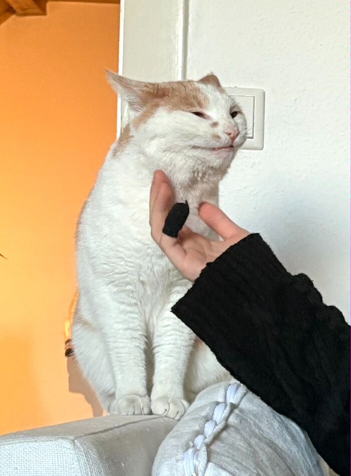 White and orange cat making a goblin-like face while being petted by a person wearing a black sleeve indoors.