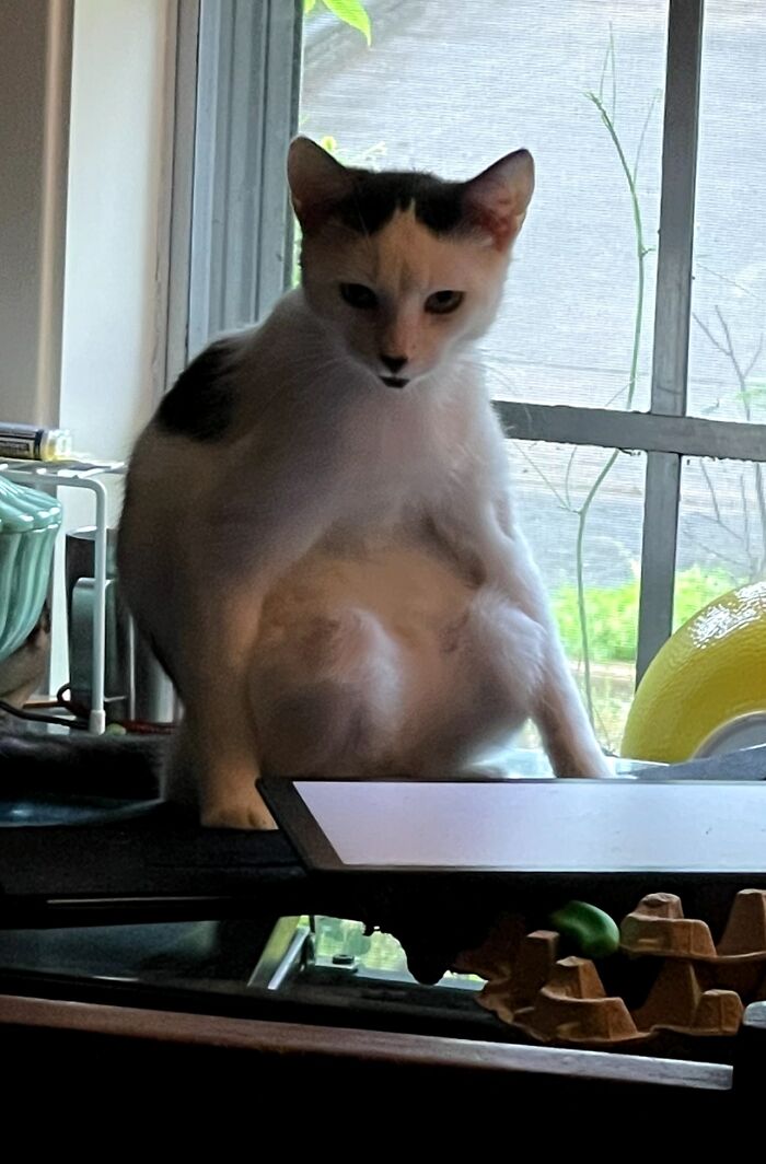 White and black cat sitting on a windowsill with a goblin-like expression in soft natural light indoors