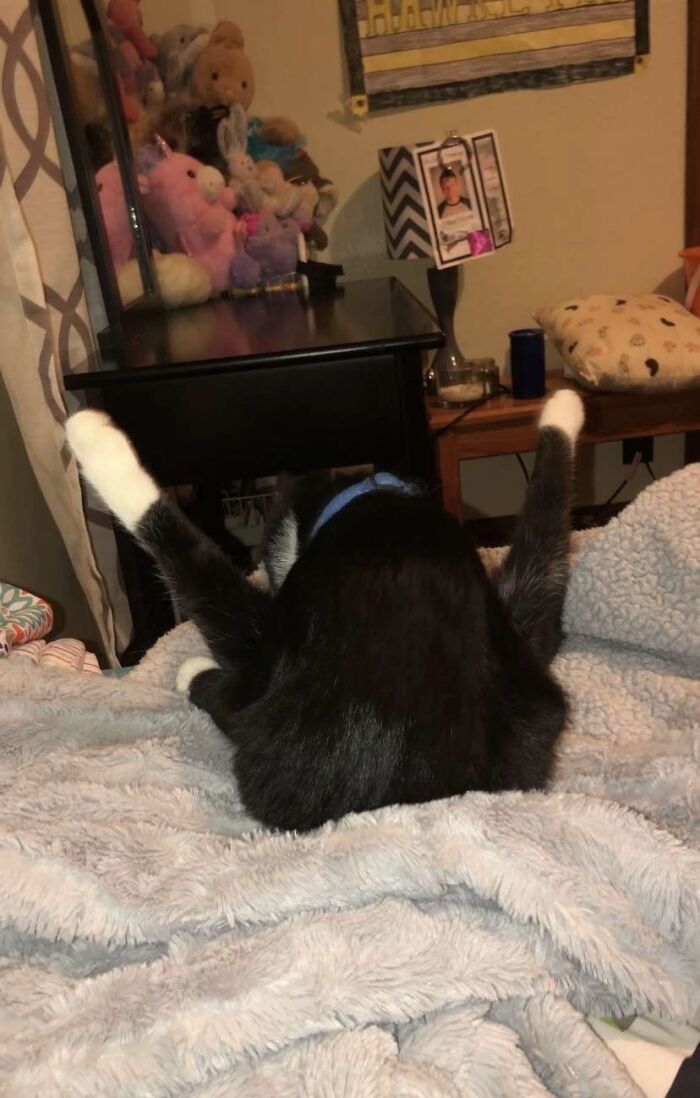 Black and white cat with legs spread wide on a blanket, showcasing a quirky pose that resembles a goblin cat moment.