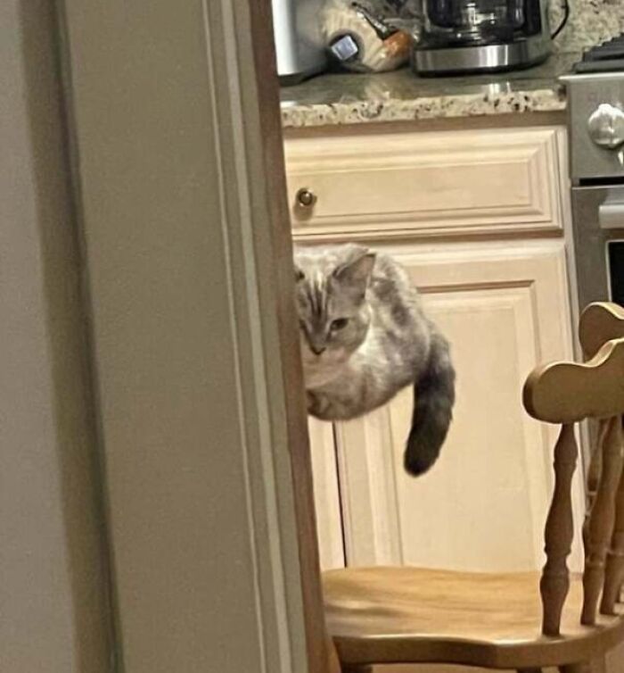 Cat seemingly floating or hovering off a kitchen chair in an unedited photo that might mess with your brain.