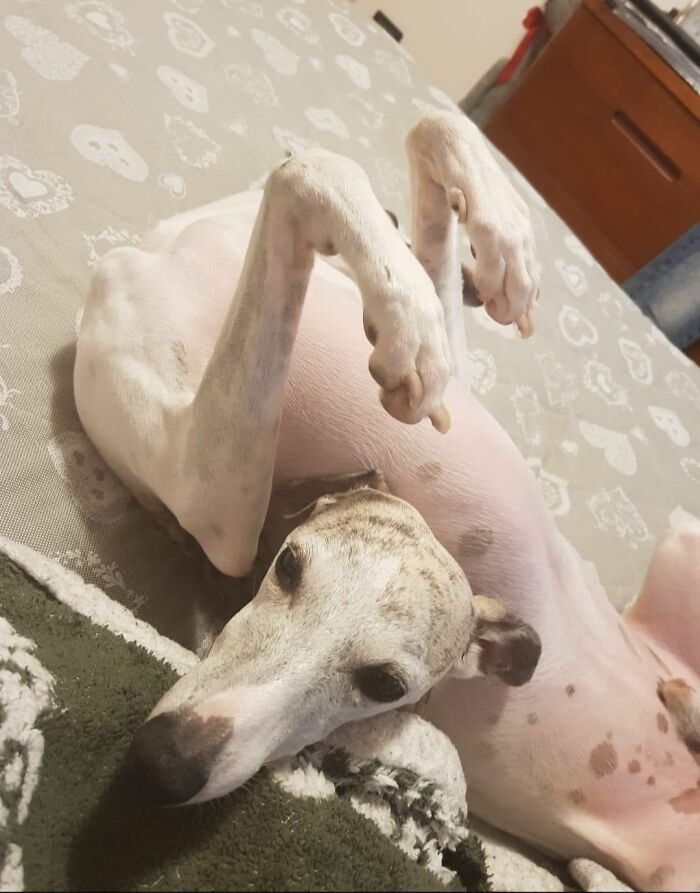 White and brindle dog lying on its back with legs raised, a photo that might mess with your already tired brain.