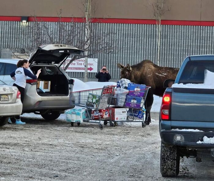 Moose interacting with shopping carts in a parking lot, capturing the essence of wildlife in US states.