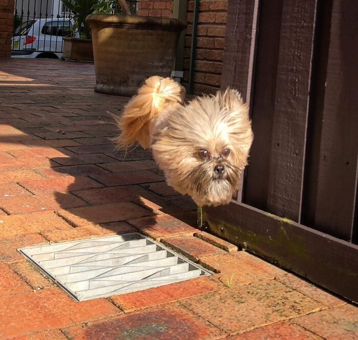 Small dog mid-air next to fence captured in a surprising unedited photo that might mess with your already tired brain.