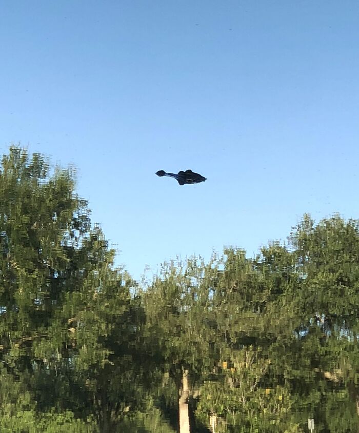 Blurry unedited photo showing an object that might mess with your already tired brain above trees under blue sky.