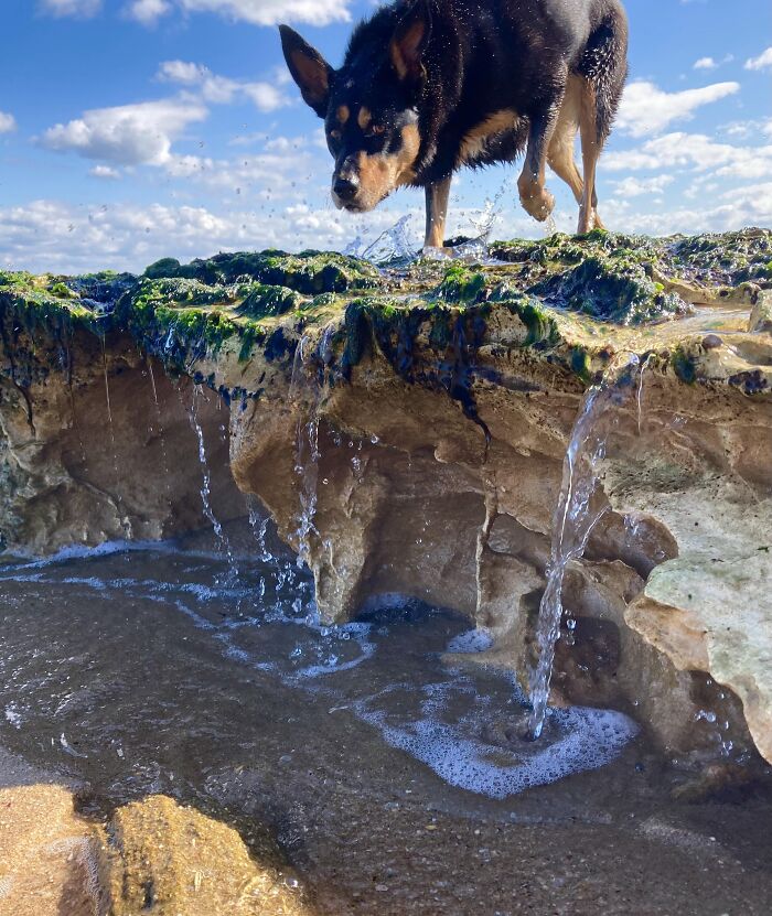 Dog standing on an algae-covered rock with water dripping, a mind-bending photo that might mess with your brain.