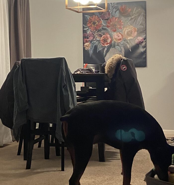 Dog with a glowing blue pattern on its side standing in a room with chairs and a floral painting in the background.