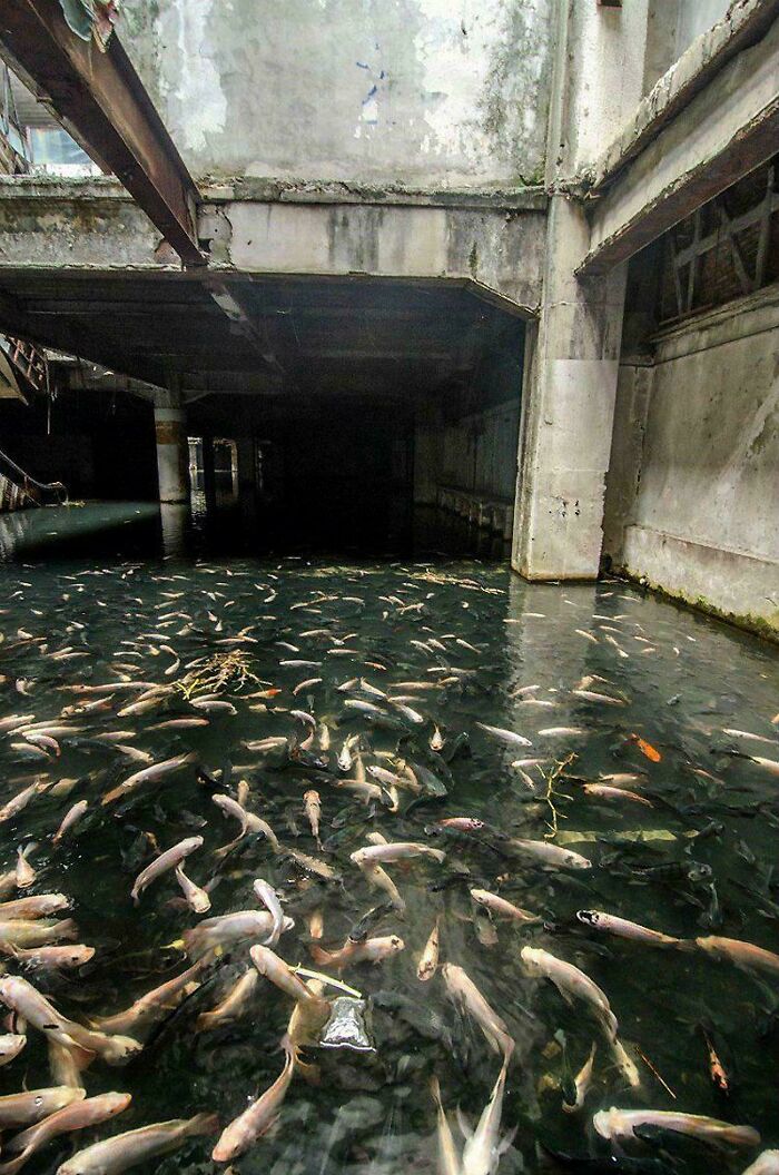 Fish swimming inside flooded abandoned concrete structure in urban hell