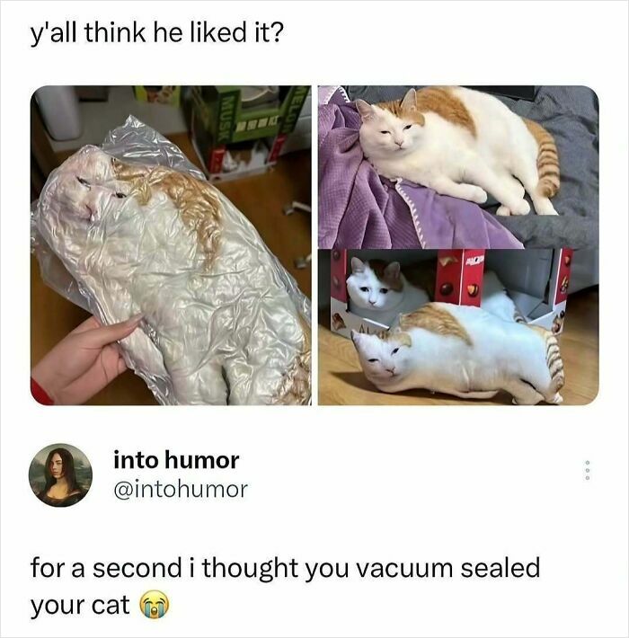 Vacuum-sealed cat meme with funny and relatable moments featuring a white and orange cat lying in different cozy spots.