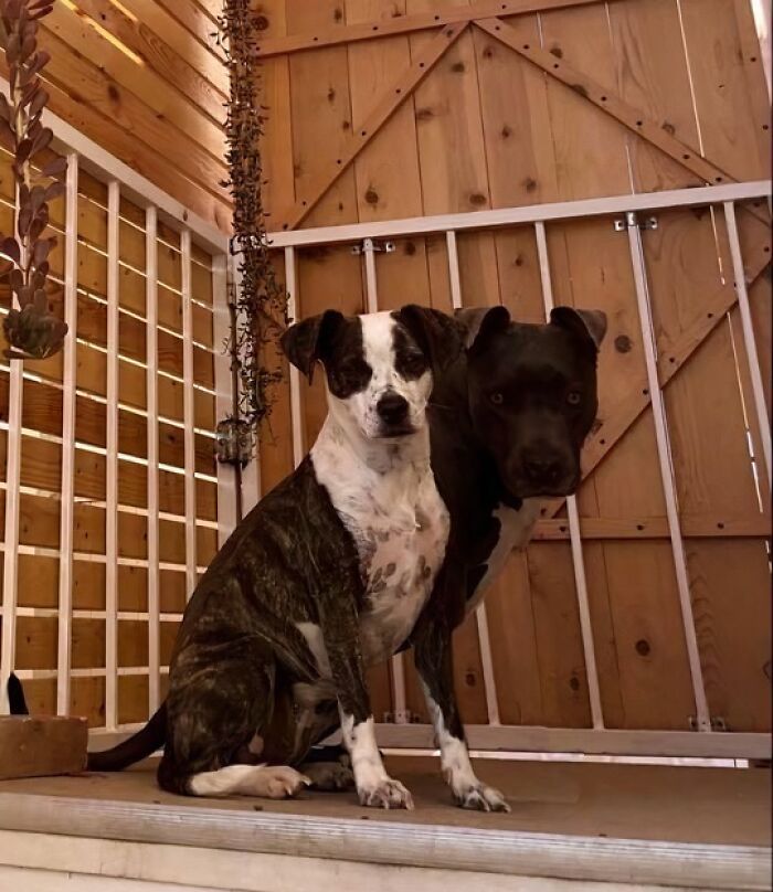 Two dogs sitting closely together blending into each other, an unedited photo that might mess with your tired brain.