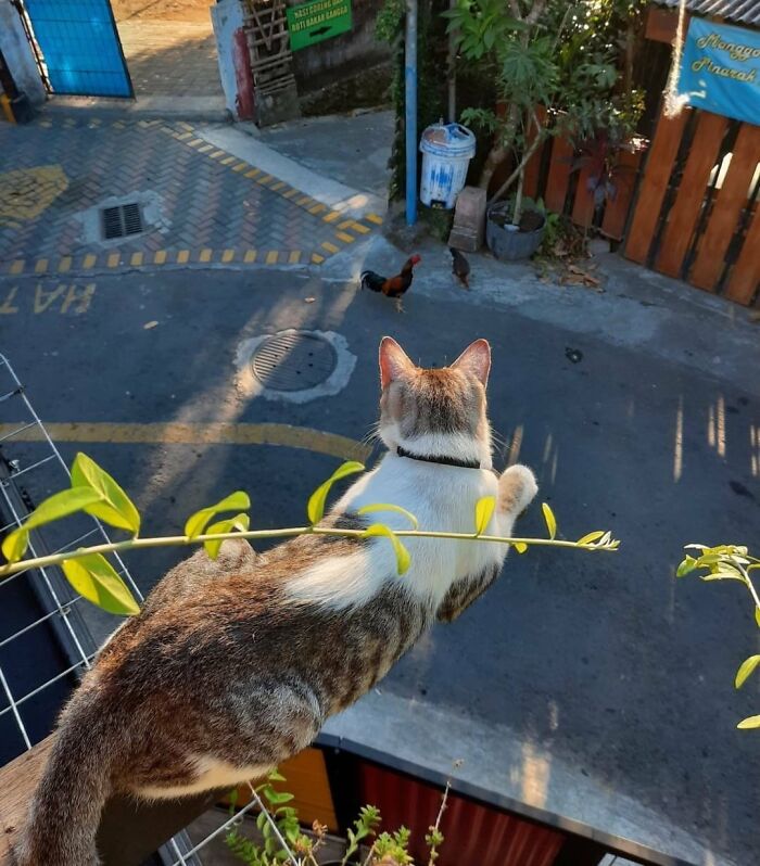 Cat perched on a ledge watching a rooster on the street in an unedited photo that might mess with your brain.