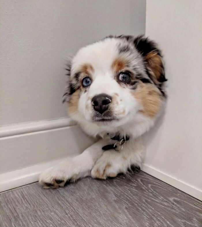 Australian Shepherd puppy's head humorously appearing detached, a brain-messing unedited photo that might confuse viewers.