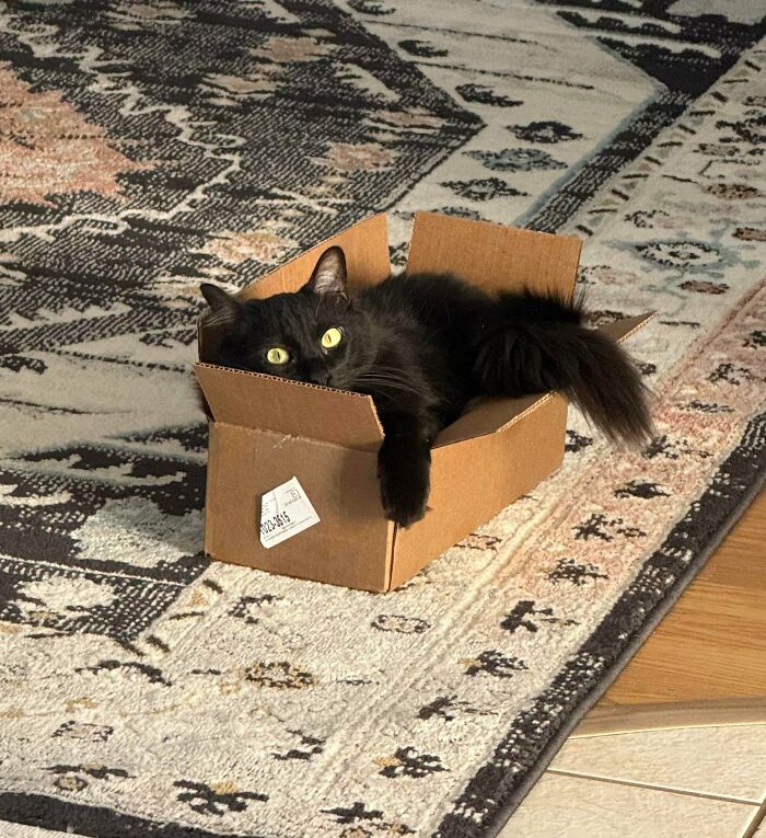 This Is Gary! He’s A Fat Boy Who Will Try To Sit In Any Sized Box