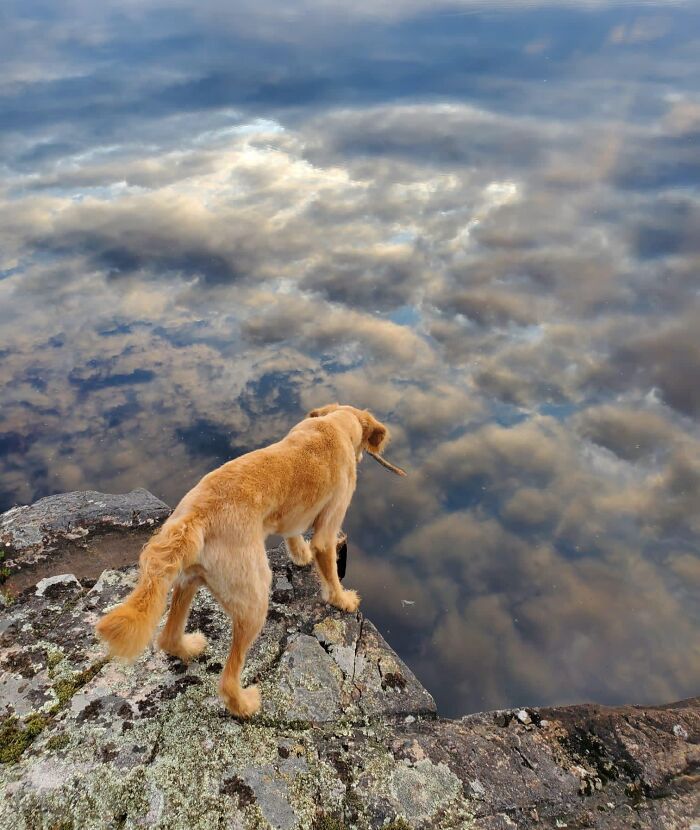 Golden retriever standing on rocky edge looking down at water reflecting clouds in an unedited photo that might mess with your brain.
