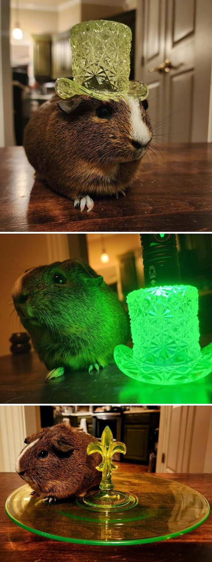 Guinea pig posing with creative glass items including an ornate hat, glowing top hat, and decorative glass plate.