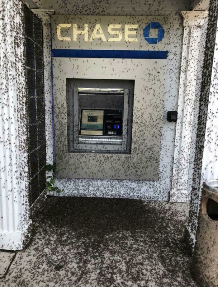 ATM machine covered with thousands of insects, a striking picture capturing the essence of each state in the US.