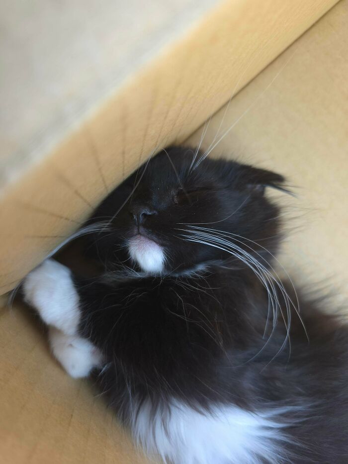 Hubert Shubert Dubois A.k.a Hubie